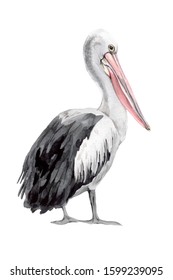 Pelican Watercolor Stock Illustrations, Images & Vectors | Shutterstock