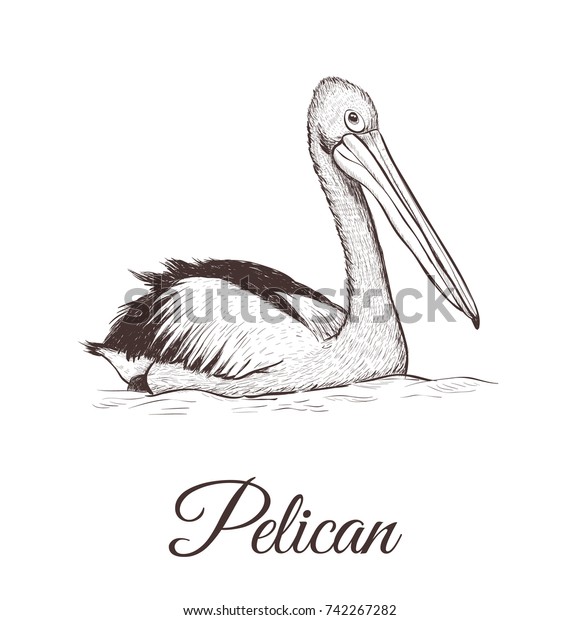 Pelican Sketch Illustration Series Drawings Birds のイラスト素材