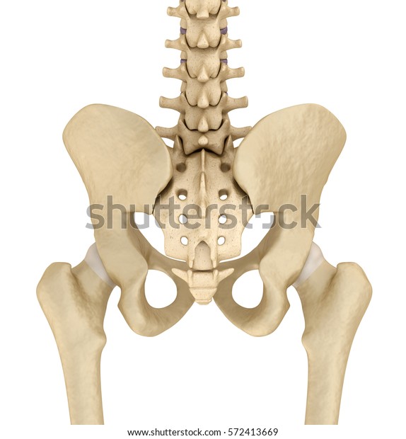 骨盤領域解剖学 背面図 3dレンダリング のイラスト素材