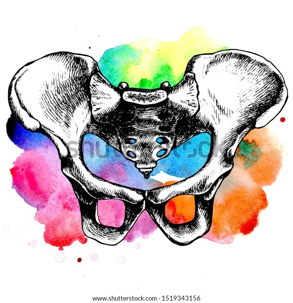 Pelvic\
bone anatomy, illustrated bony pelvis. Hand-drawn raster\
illustration for your medical or gothic\
design.