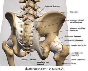 Pelvic and Hip Bones and Ligaments, Labeled Posterior View, 3D Rendering