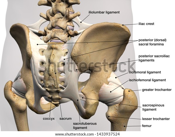 Pelvic and Hip Bones and Ligaments, Labeled\
Posterior View, 3D\
Rendering