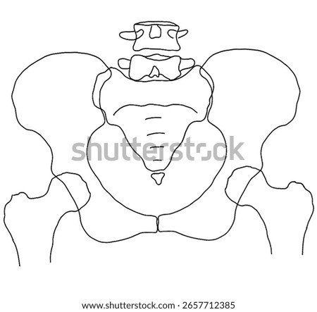 A Pelvis With Black Lines.