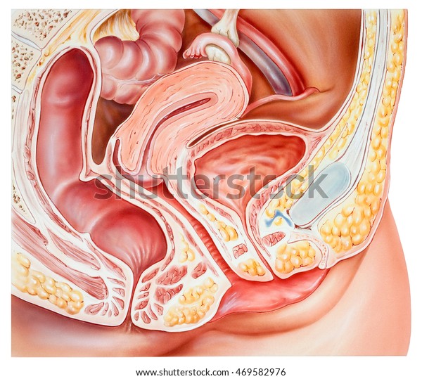 骨盤 女性 解剖学 切断断面 卵巣 卵管 子宮 膀胱 膀胱 尿路 クリトリス 尿道 尿道括約筋 膣 外陰結腸 直腸括約筋が示される のイラスト素材