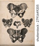 The pelvis: five figures. Lithograph by N.H Jacob, 1831 or 1854.. Vintage art illustration.