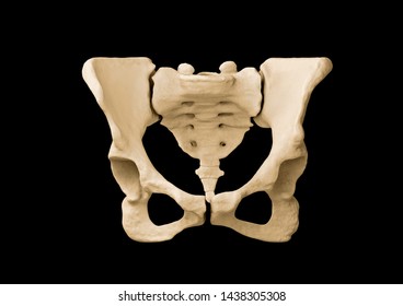 Pelvis, Human Skeleton, Female Pelvic Bone Anatomy, Hip, 3D Artwork