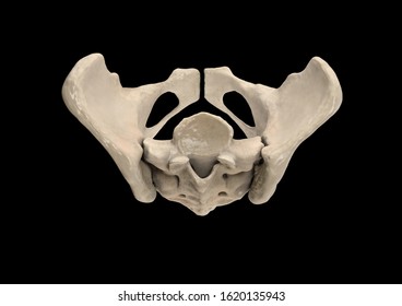 Pelvis Human Skeleton Female Pelvic Bone Stock Illustration