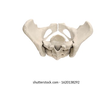 Pelvis, Human Skeleton, Female Pelvic Bone Anatomy, Hip, 3D Artwork, Bones Labeled Anatomy Top View, White Background