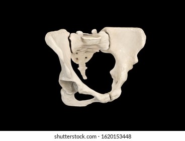 Pelvis, Human Skeleton, Female Pelvic Bone Anatomy, Hip, 3D Artwork, Bones Labeled Anatomy  View, Black Background