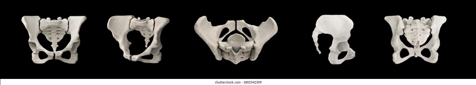 Pelvis, Human Skeleton, Female Pelvic Bone Anatomy, Hip, 3D Artwork, Bones Anatomy View, Black Background, 3D Rendering