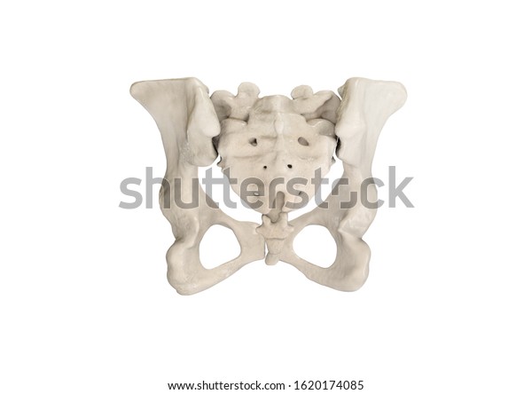 Pelvis Human Skeleton Female Pelvic Bone Stock Illustration 1620174085 ...