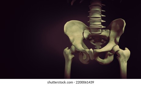 Pelvis Or Pelvic Girdle 3D Illustration