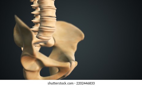 Pelvis Or Pelvic Girdle 3D Illustration