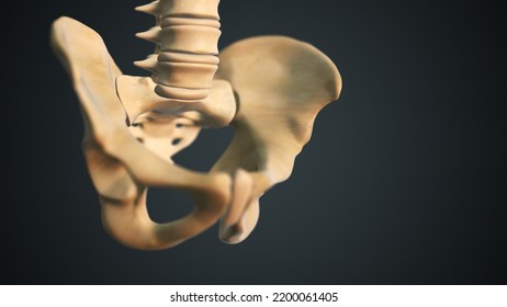 Pelvis Or Pelvic Girdle Medical 3D Illustration