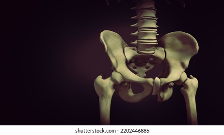 Pelvis Or Pelvic Girdle Medical 3D Illustration