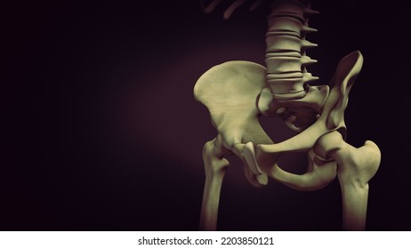 Pelvis Or Pelvic Girdle Medical 3D Illustration