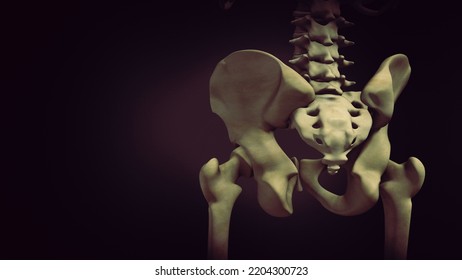 Pelvis Or Pelvic Girdle Medical 3D Illustration