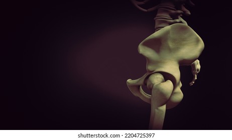 Pelvis Or Pelvic Girdle Medical 3D Illustration