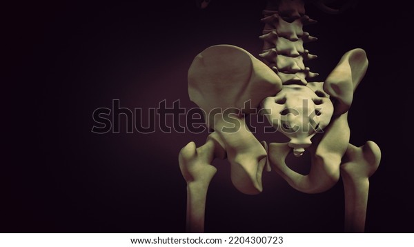 Pelvis Pelvic Girdle Medical 3d Illustration Stock Illustration ...