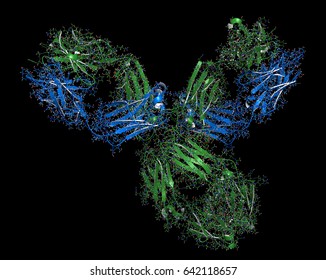 Pembrolizumab monoclonal antibody drug protein. Immune checkpoint inhibitor targetting PD-1, used in the treatment of a number of cancers. 3D rendering based on protein data bank entry 5dk3. 
