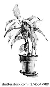 Pencil drawing, avocado tree. Handmade work. Great idea for a postcard, calendar, holiday invitation, wrapping paper. Suitable for making recipes, frames, diaries, postcards