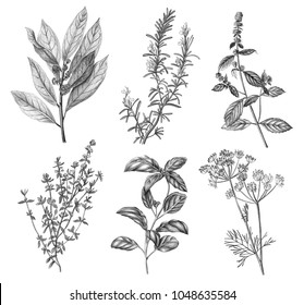 Pencil Drawing Of Botanical Plants. Culinary Herbs Illustration Set