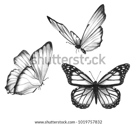  Pencil Drawing Butterflies Illustration Set Stock Illustration 