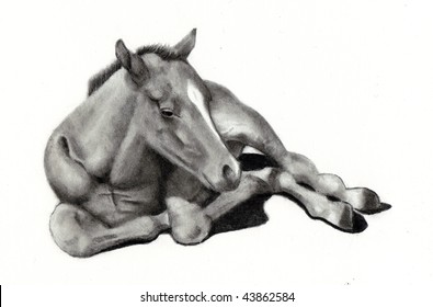 Pencil Drawing of Colt Lying Down