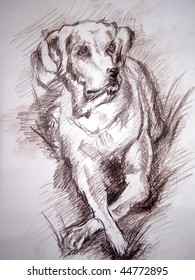 Pencil Drawing Of The Dog