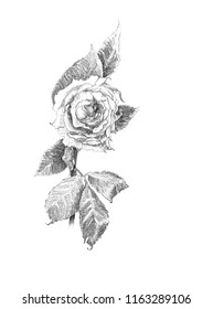 Pencil drawing of a dried rose