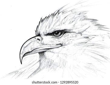 Pencil Drawing Eagle Head Stock Illustration 1292895520 | Shutterstock