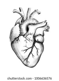 Pencil Drawing Of Heart. Realistic Illustration