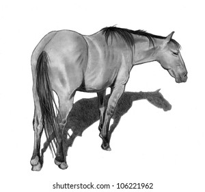 Pencil Drawing A Horse