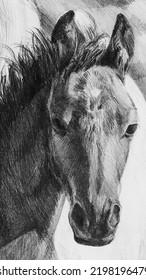 Pencil Drawing Of A Horse, Black Foal.