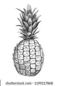  Pineapple Drawing Images Stock Photos Vectors Shutterstock