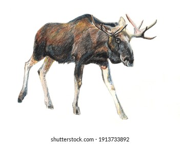 Pencil Drawing Of A Moose