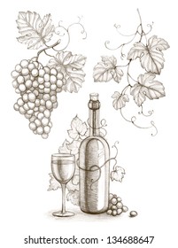 Pencil drawing wine bottle   grape