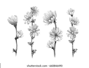 Nature Pencil Sketch Images Stock Photos Vectors