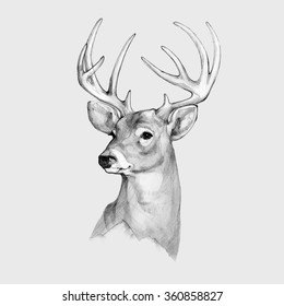 Pencil Illustration, Hand Graphic - A Deer Head