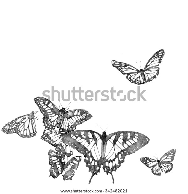 鉛筆イラスト 手描きのグラフィックス 蝶の詳細なリアルなスケッチ のイラスト素材