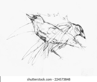 Pencil illustration, hand graphics - Raven