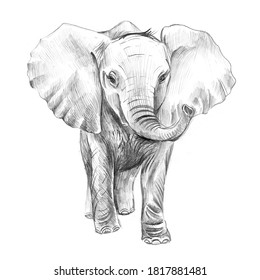Pencil Sketch Baby Elephant Isolated On Stock Illustration 1817881481 ...