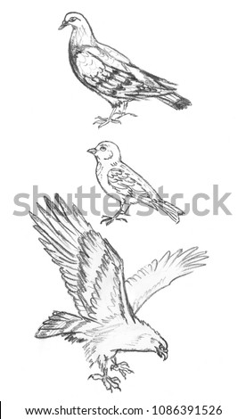 Pencil Sketch Birds Hand Drawing Pigeon Stock Illustration