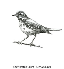 Thrush Stock Illustrations, Images & Vectors | Shutterstock