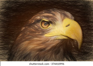 Pencil sketch and the image sea eagle (Haliaeetus albicilla)