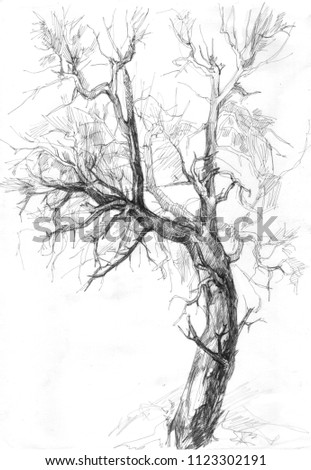 Royalty Free Stock Illustration Of Pencil Sketch Tree Without Leaves