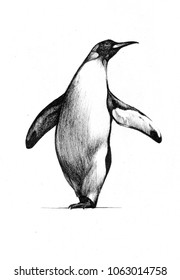 Penguin Scientific Illustration, Hand Drawn Penguin, Animal Pen Drawing, North Pole Animal.