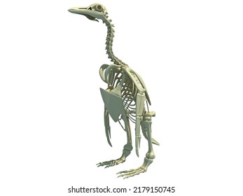 Penguin Skeleton Anatomy 3d Rendering Stock Illustration 2179150745 ...