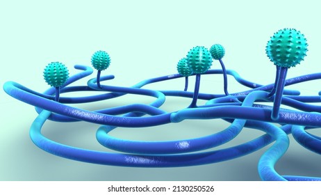 Penicillin Mold A Fungus 3d Illustration