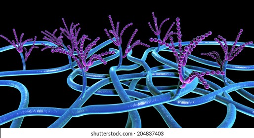 Penicillium